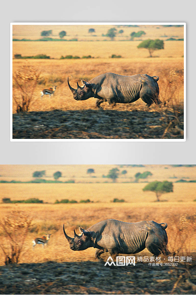 犀牛动物追逐动作图片素材