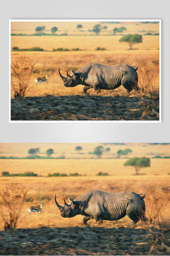 犀牛动物追逐动作图片