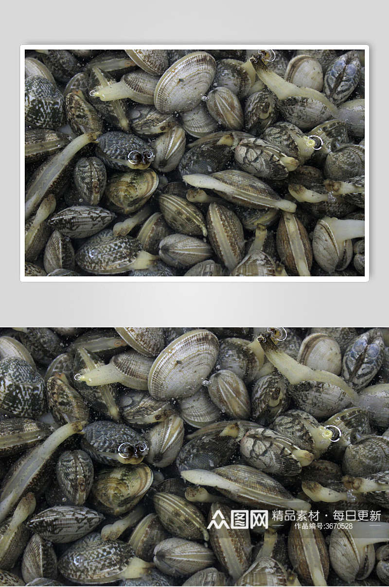 活牡蛎图片素材