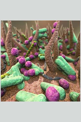 条形细胞病菌图片