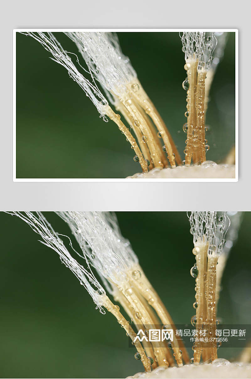 蒲公英植物图片叁素材