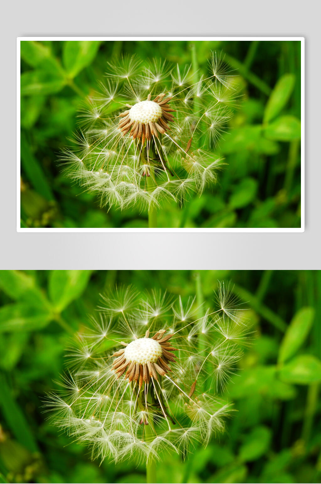 蒲公英植物生长图片叁