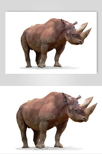 基础犀牛犀牛动物图片