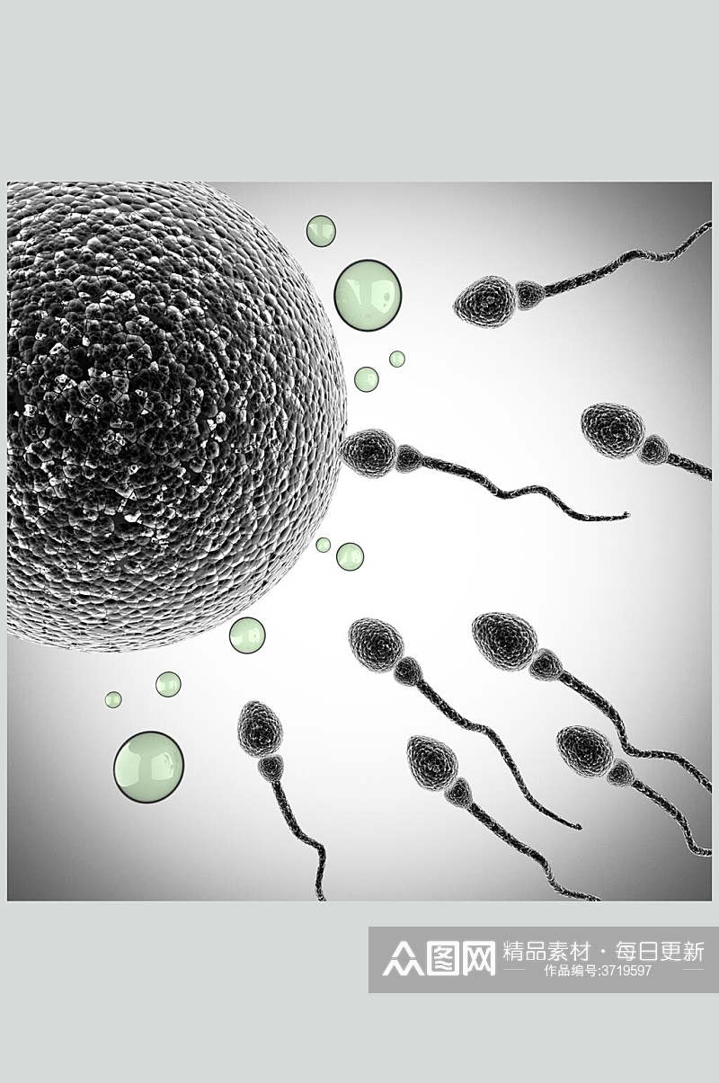 精子卵细胞细胞病菌图片素材