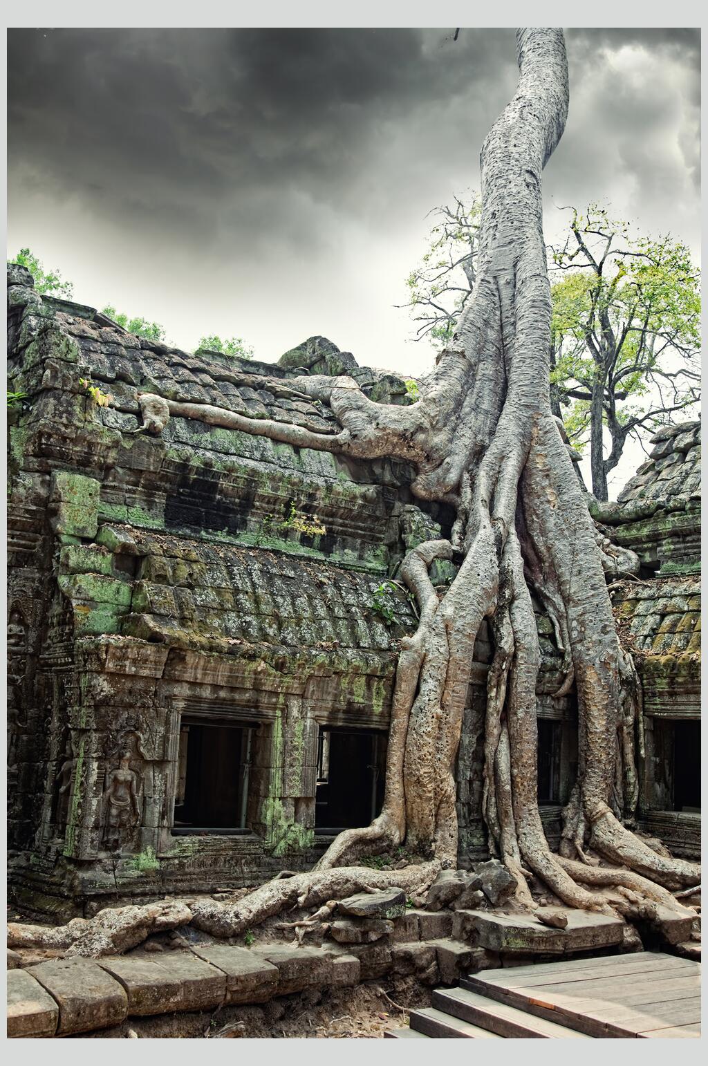 树根吴哥窟古寺石像佛像摄影图片叁素材