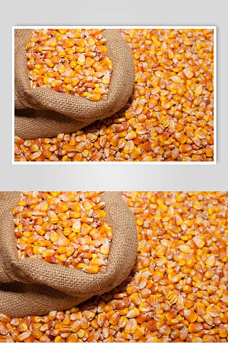 一袋玉米粒玉米图片