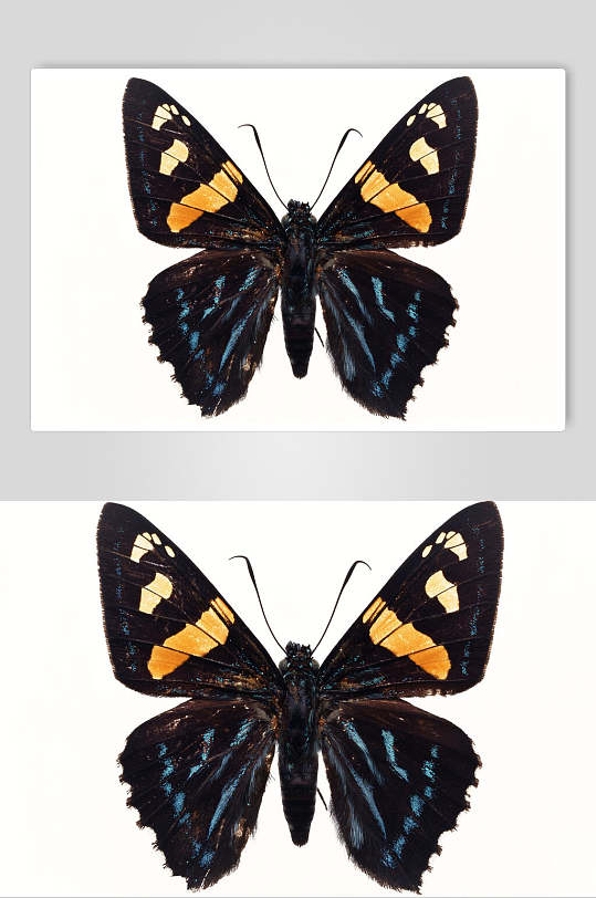 蓝色蝴蝶昆虫生物图片叁
