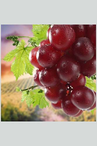 红润葡萄提子水果图片