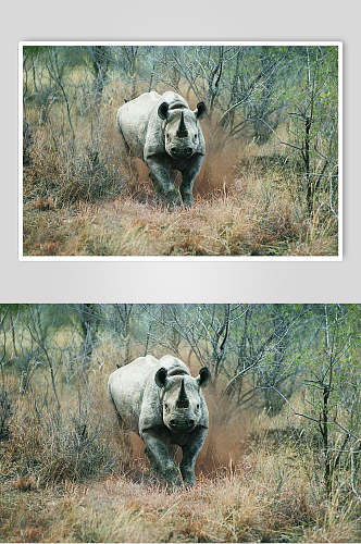 犀牛动物奔跑动作图片