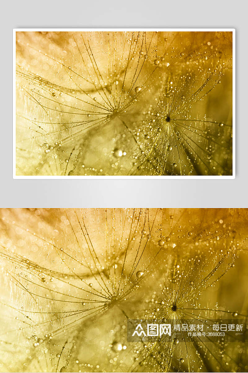 露珠蒲公英植物图片叁素材