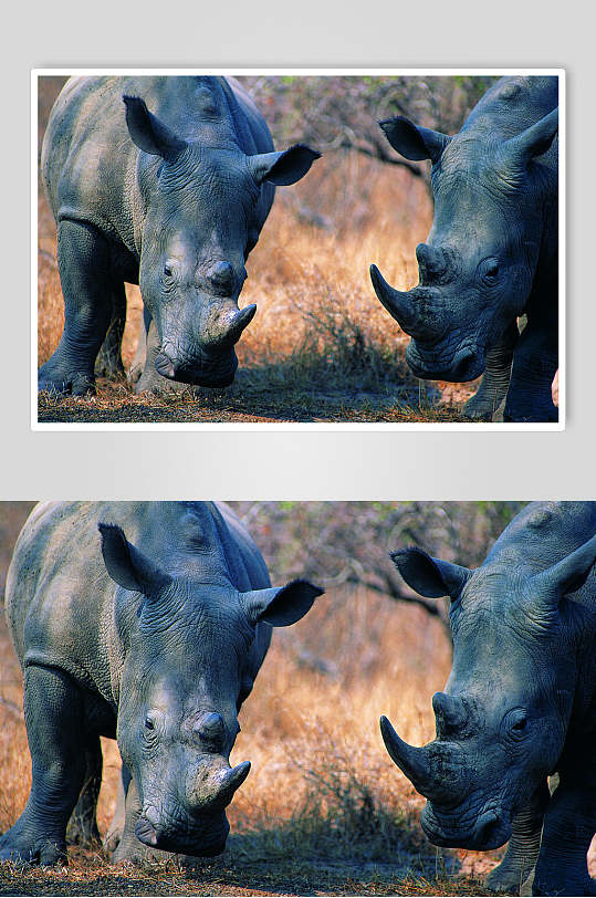 黑犀牛动物情侣犀牛图片