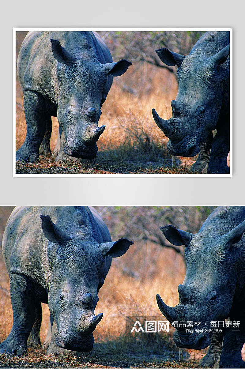 黑犀牛动物情侣犀牛图片素材