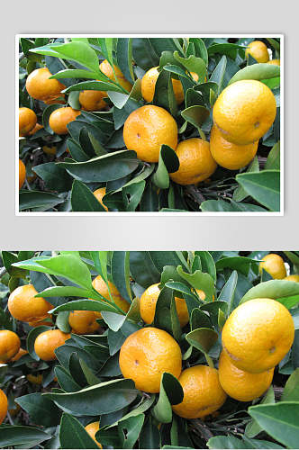 桔子树橘子树水果摄影图片