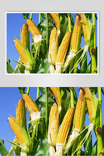 清新有机玉米图片