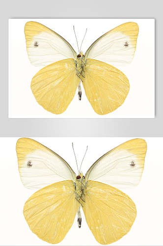 黄色蝴蝶昆虫生物图片叁