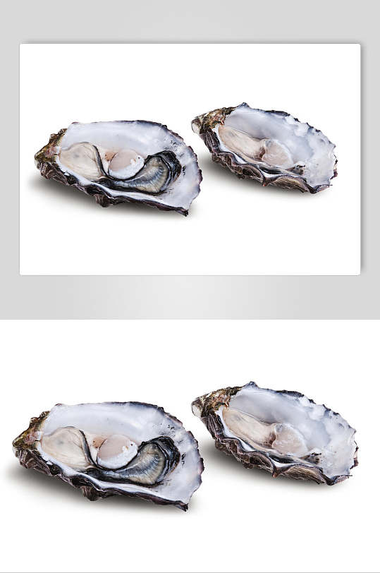 白底海鲜牡蛎图片