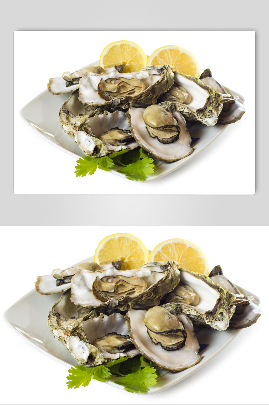 新鲜美味牡蛎图片素材