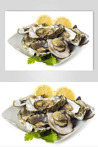 新鲜美味牡蛎图片
