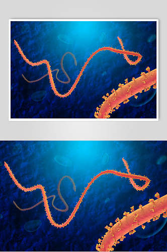 线性细胞病菌图片
