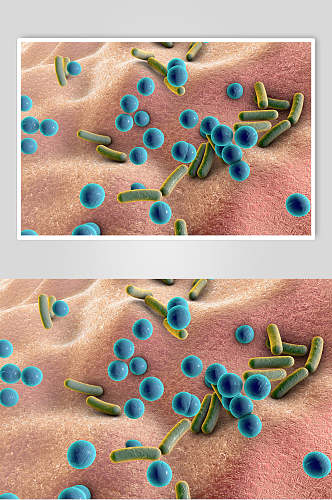 球杆细胞病菌图片