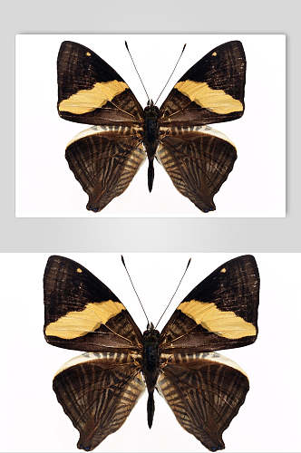 褐黄色蝴蝶昆虫生物图片叁