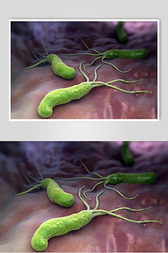章鱼形细胞病菌图片