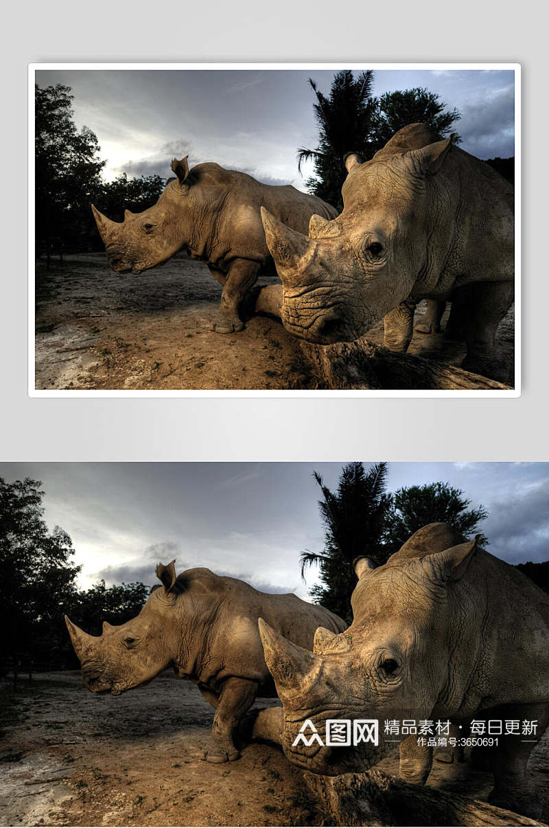 犀牛白犀牛黑犀牛动物图片叁素材