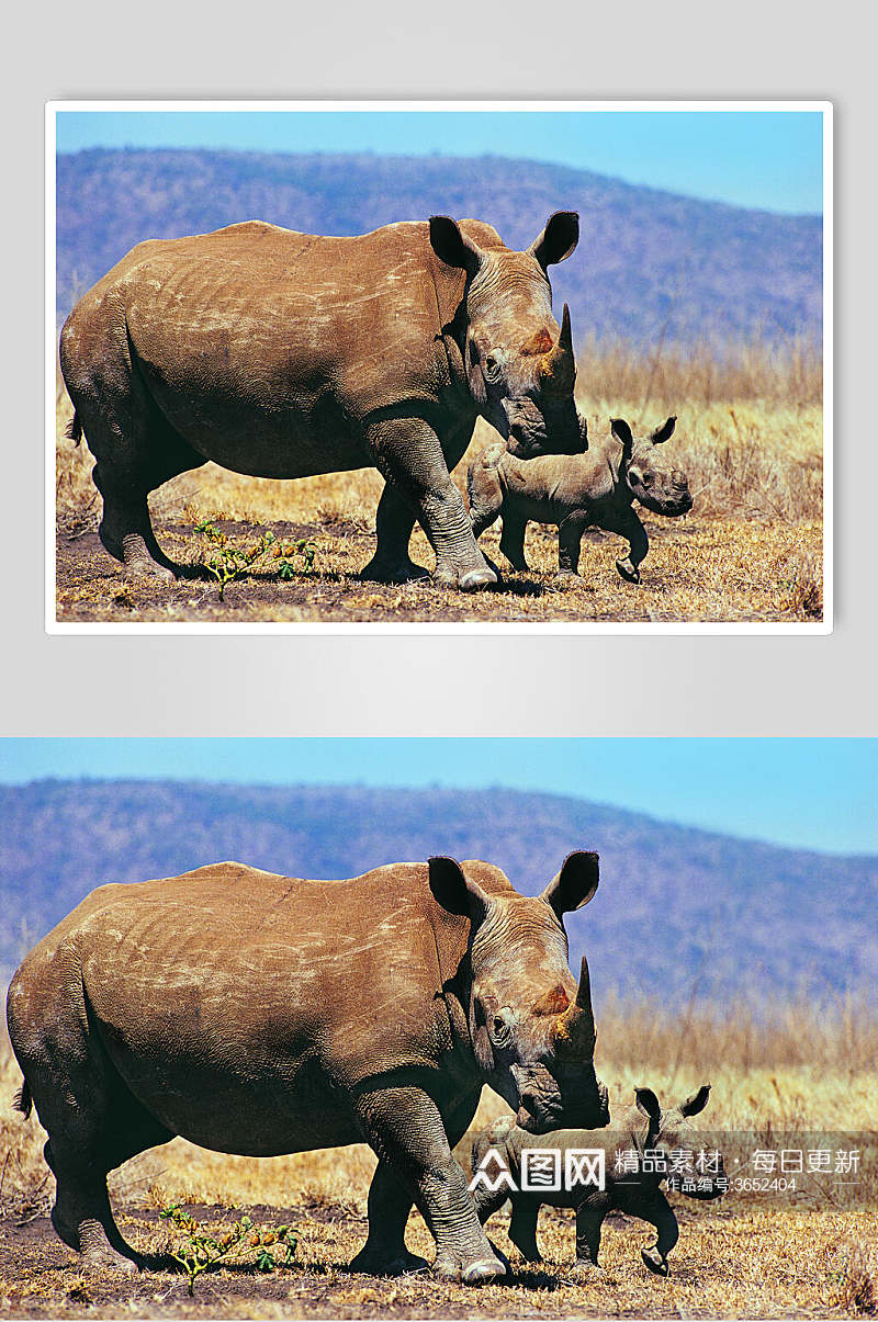 可爱犀牛动物图片素材