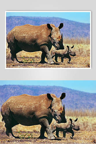 可爱犀牛动物图片