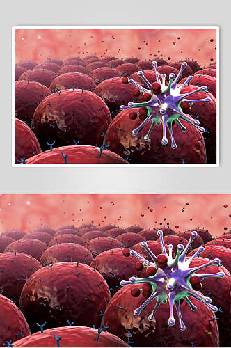 红色球细胞病菌图片