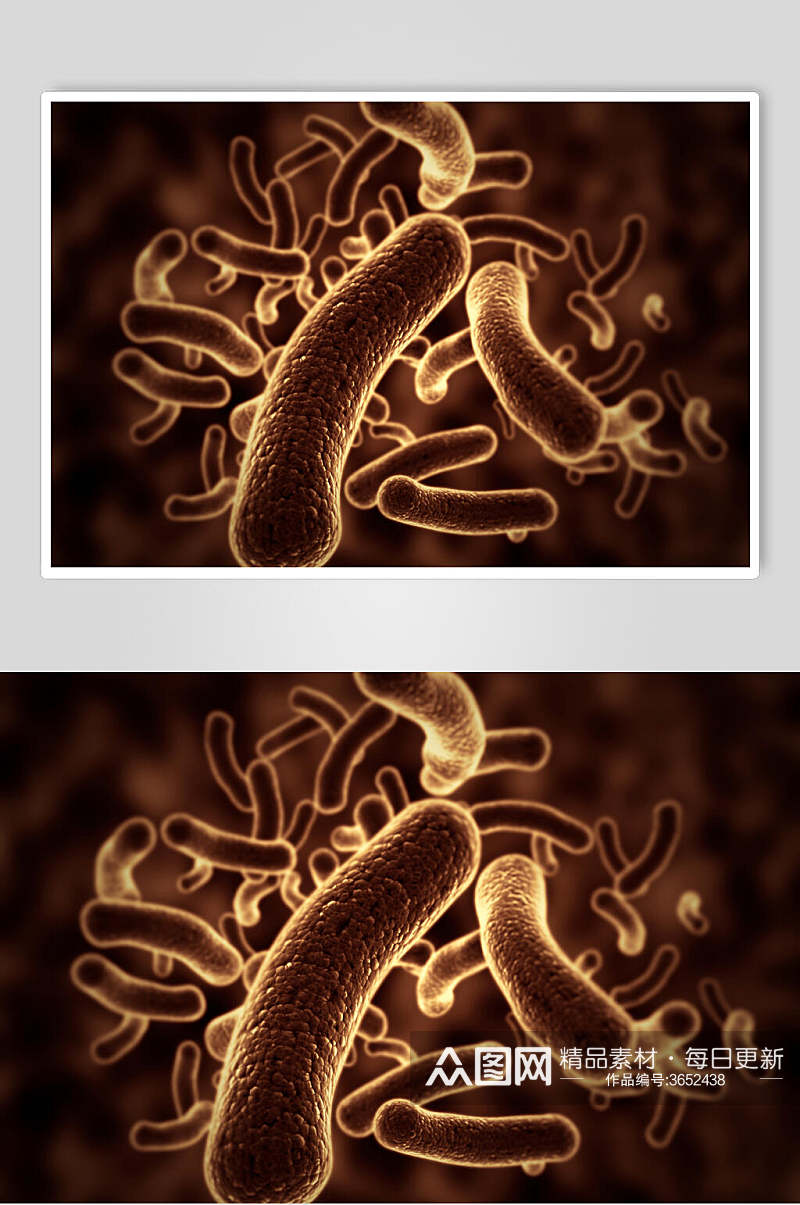 棕色细胞病菌图片素材