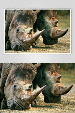 犀牛动物犀牛角特写图片