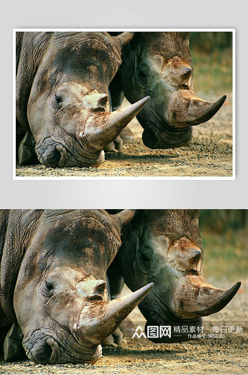 犀牛动物犀牛角特写图片素材