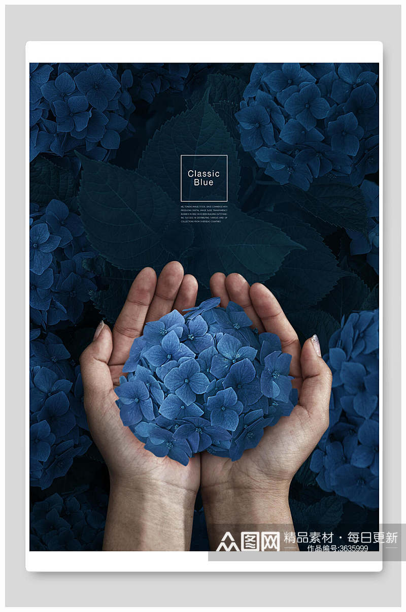 典雅绣球花蓝色渲染休闲海报背景素材