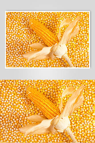 玉米粒玉米图片