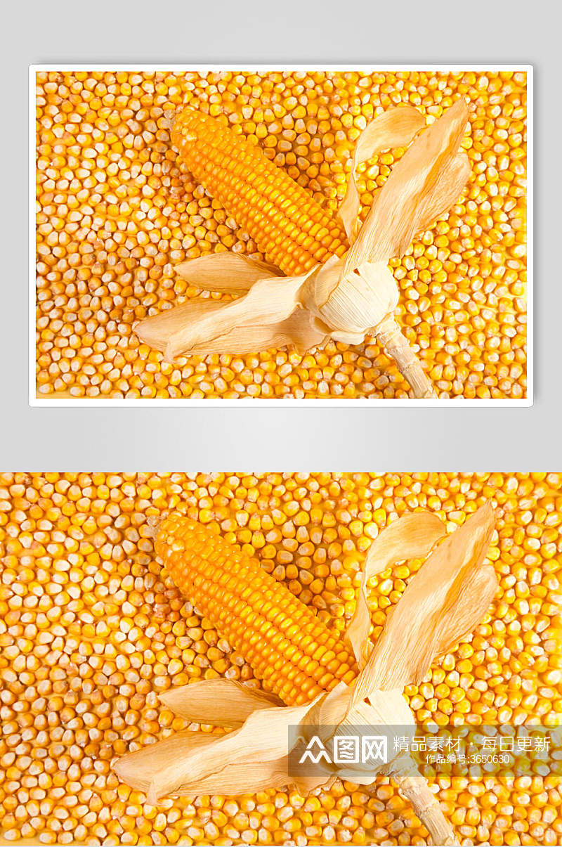 玉米粒玉米图片素材