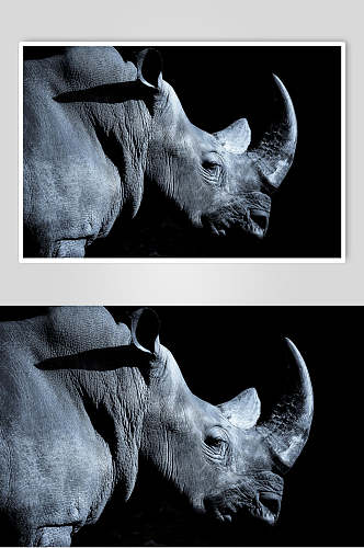 犀牛白犀牛黑犀牛动物图片叁