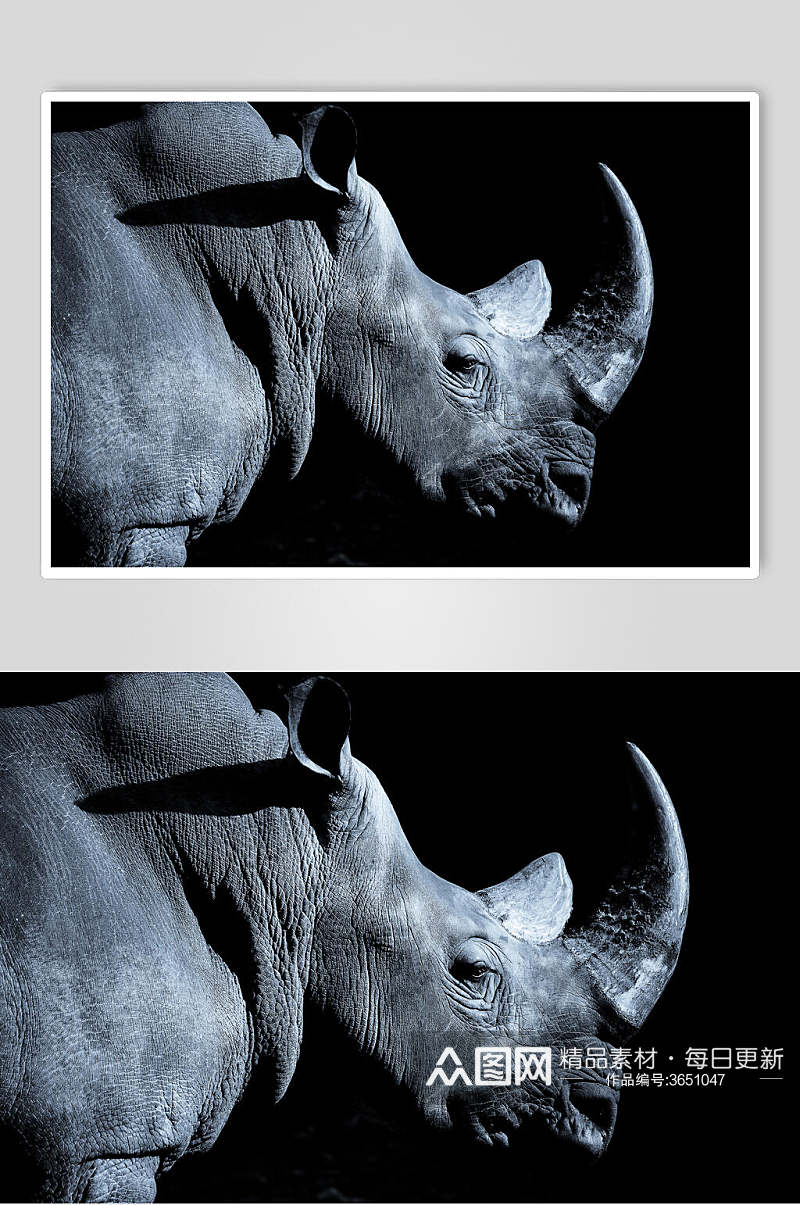 犀牛白犀牛黑犀牛动物图片叁素材