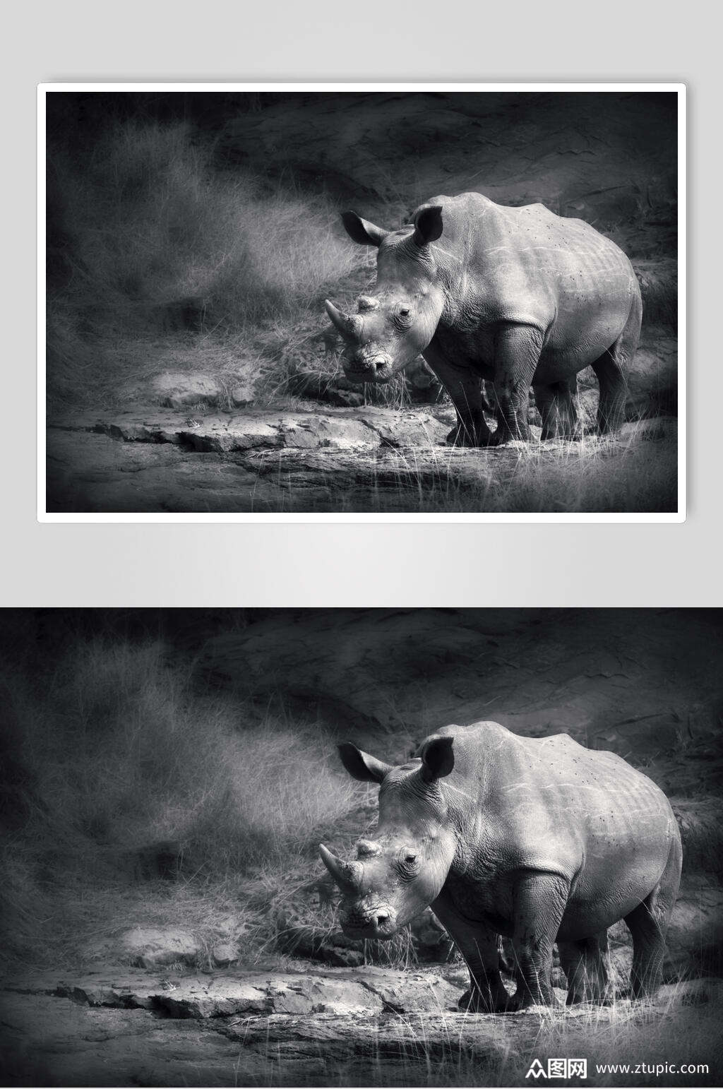 灰色犀牛白犀牛黑犀牛动物图片叁素材