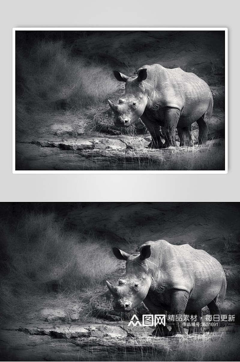 灰色犀牛白犀牛黑犀牛动物图片叁素材