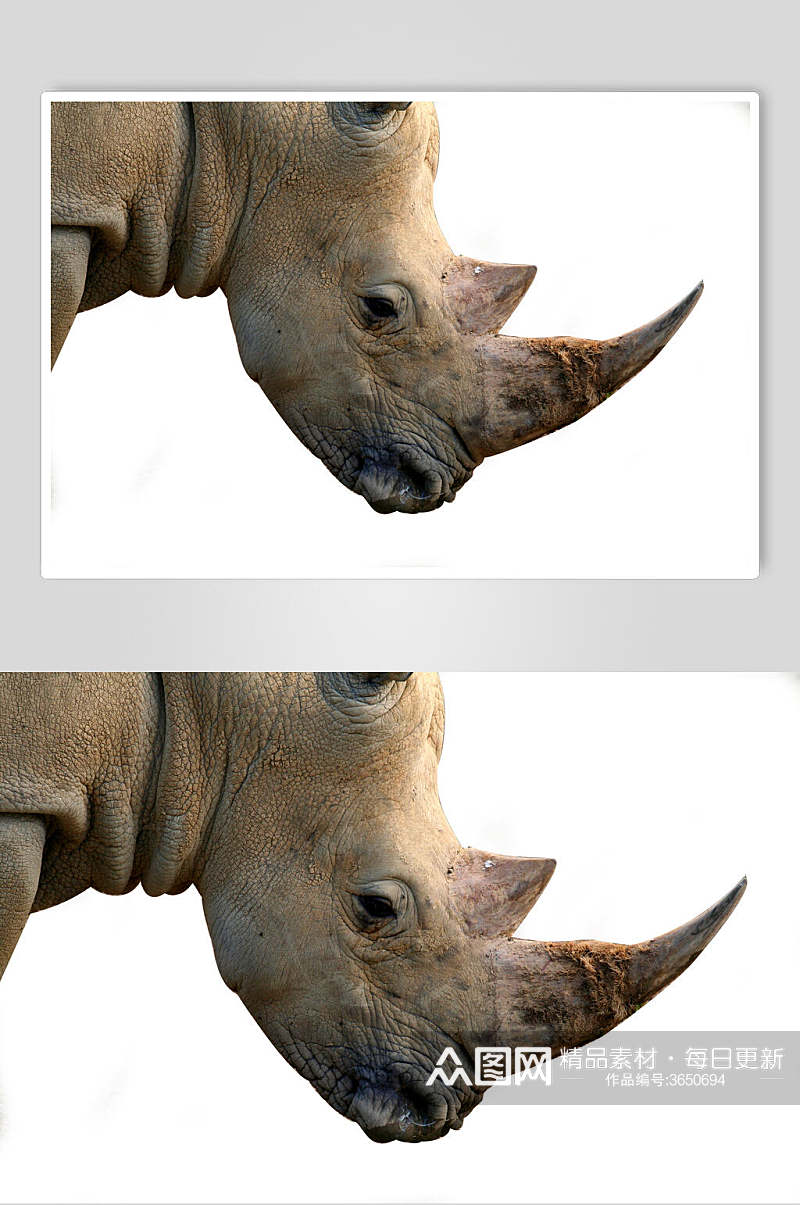 头部犀牛白犀牛黑犀牛动物图片叁素材