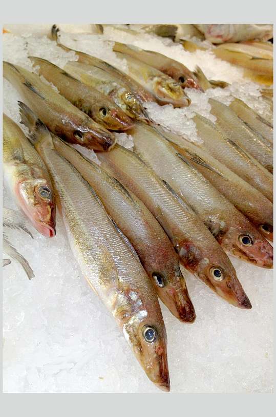 沙丁鱼图片