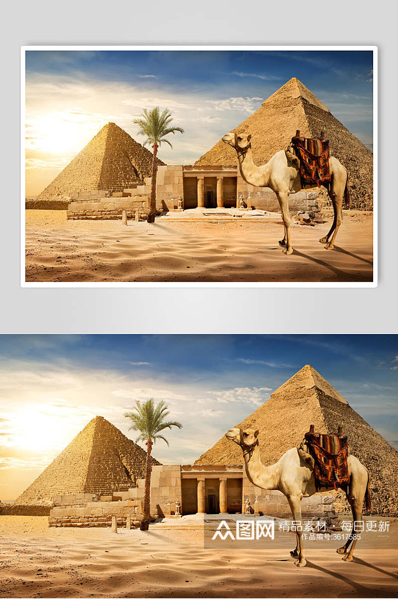 骆驼埃及金字塔狮身人面像图片叁素材