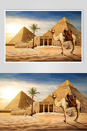 骆驼埃及金字塔狮身人面像图片叁