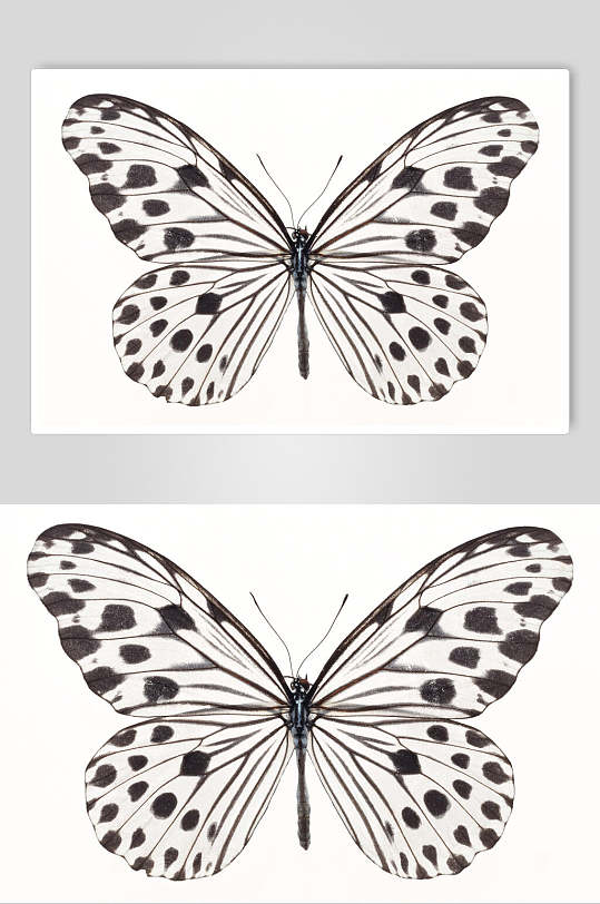 简约写实风蝴蝶昆虫生物图片