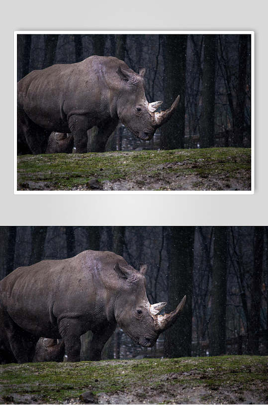 野生黑犀牛动物图片叁
