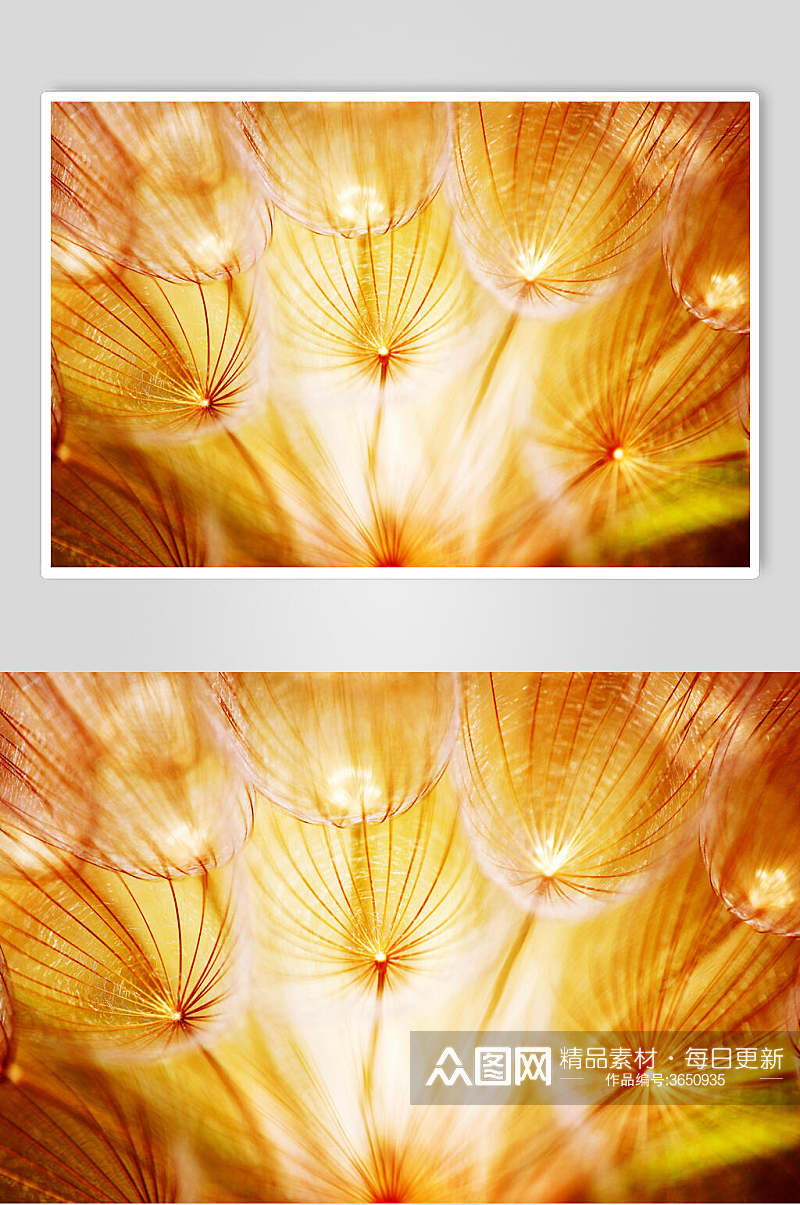 金色蒲公英植物图片叁素材