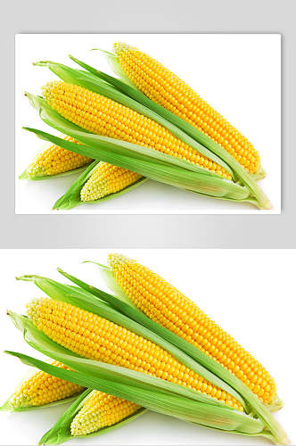 清新白底新鲜玉米高清图片