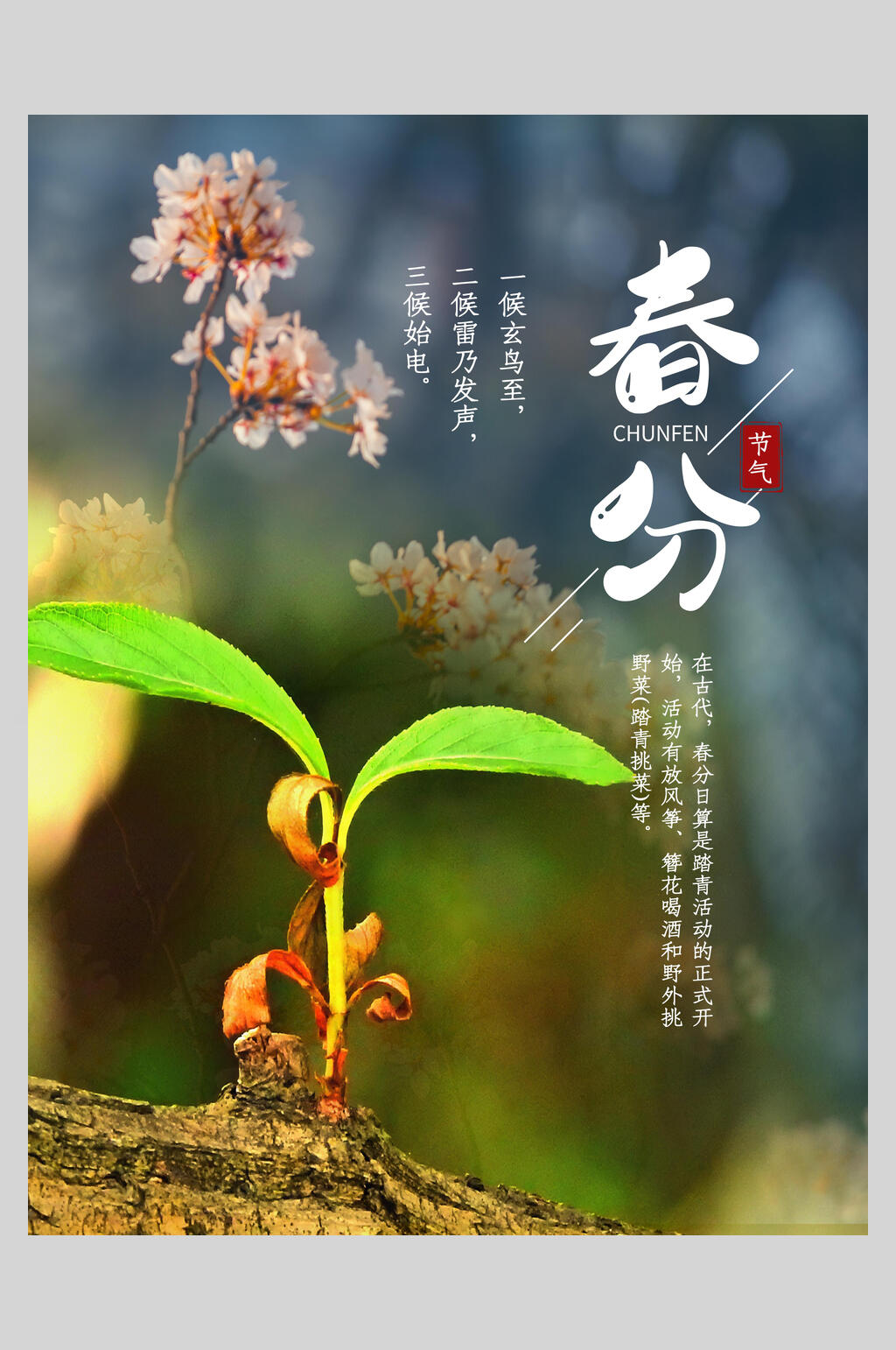 时尚高端植物春分节气海报素材
