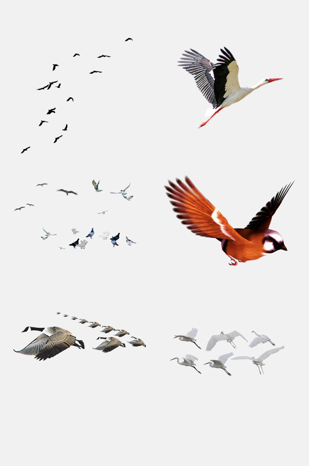 飞鸟抠图素材图片